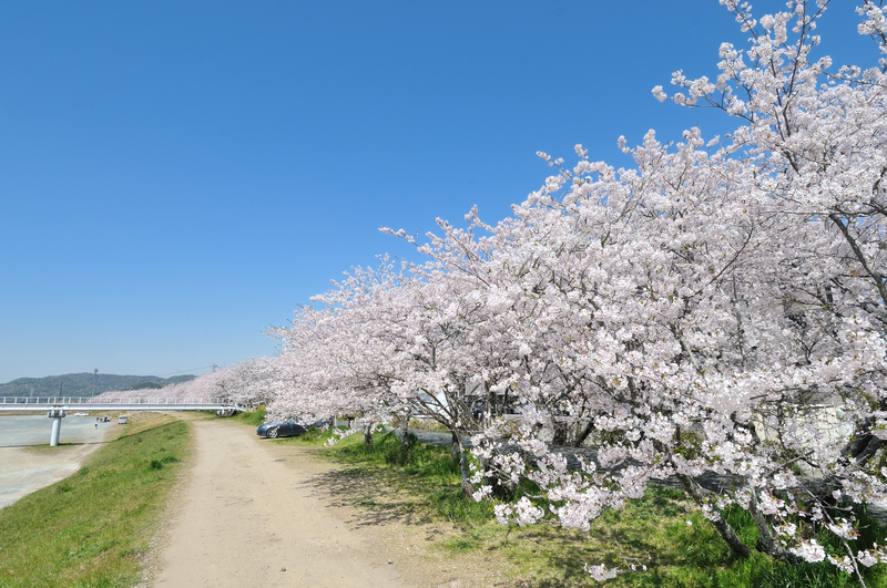 都田川の桜