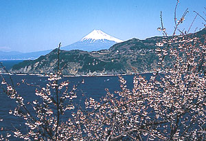 西伊豆黄金崎の桜