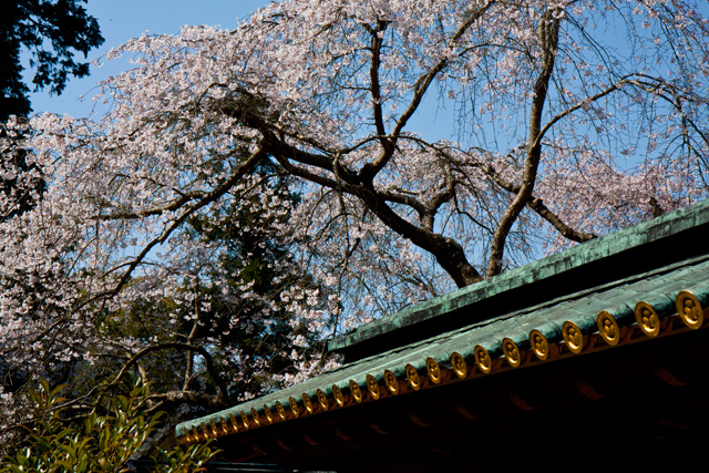 久能山東照宮の桜