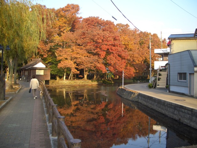 三島市：桜川沿いの紅葉