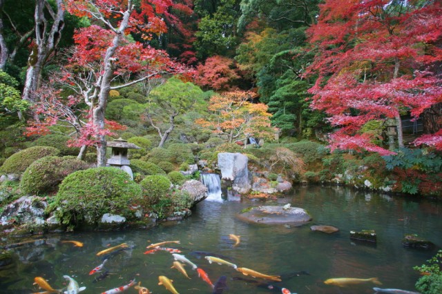伊豆　修禅寺庭園：紅葉