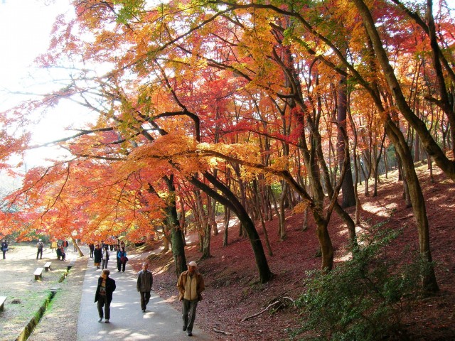 伊豆市修善寺自然公園：紅葉