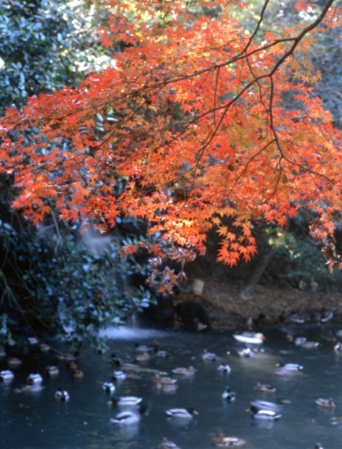 三島市：楽寿園の紅葉