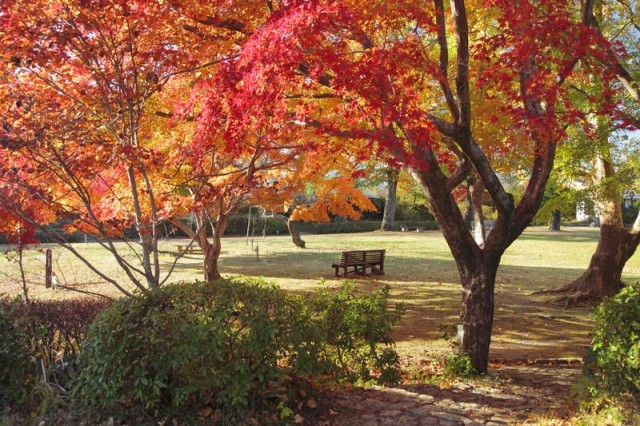 鳥羽山公園の紅葉