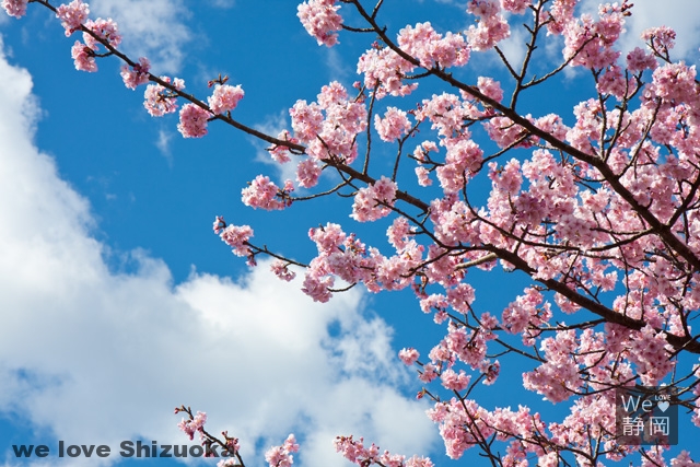 ピンク色の河津桜