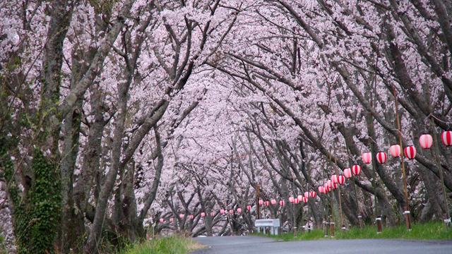 太田川桜堤の桜