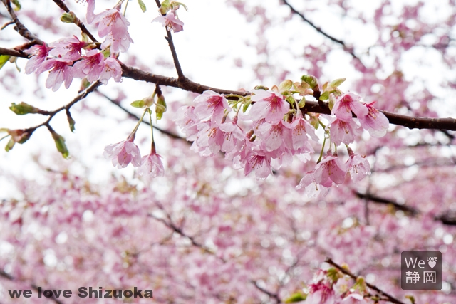 さくらの里：城ヶ崎桜