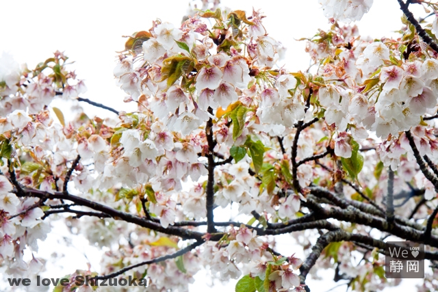 さくらの里：大島桜