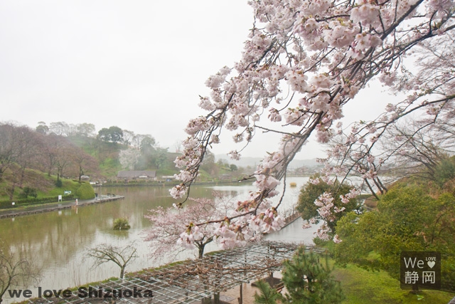 蓮華寺池公園の桜