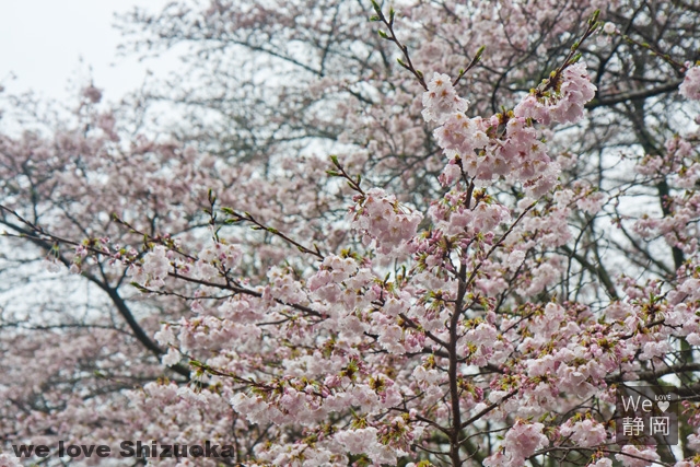 蓮華寺池公園の桜