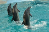 静岡県内の水族館、動物園・テーマパーク