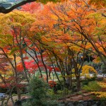 熱海梅園の紅葉