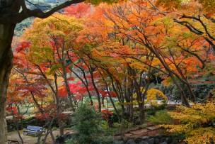 熱海梅園の紅葉