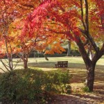 鳥羽山公園の紅葉