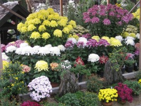 三島市立公園 楽寿園:菊まつり