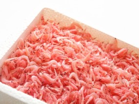 桜えび