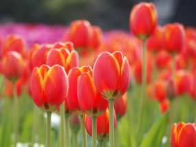 チューリップ