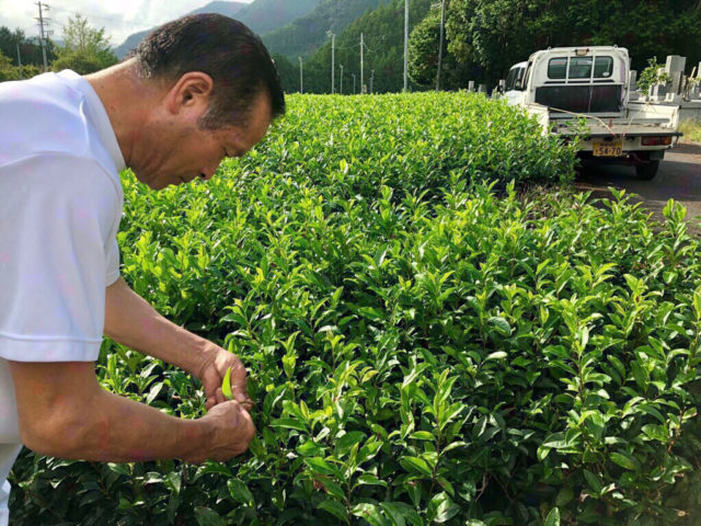 川根本町のお茶・ゆず農家×ベンチャーの地方創生プロジェクト