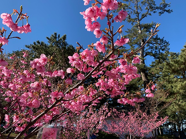 ピンクが濃い土肥桜