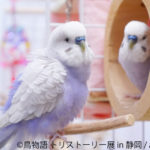 鳥物語トリストーリー展 in 静岡