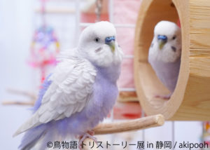 鳥物語トリストーリー展 in 静岡