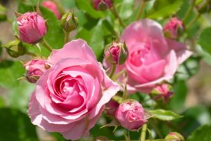 ばら,薔薇,バラ