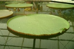 オオオニバス　掛川花鳥園