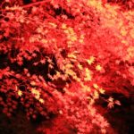 【伊豆市】修善寺虹の郷〜もみじライトアップ〜