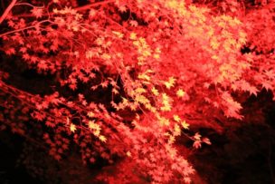 【伊豆市】修善寺虹の郷〜もみじライトアップ〜