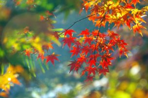 【伊豆市】修善寺自然公園「もみじ林」露天市