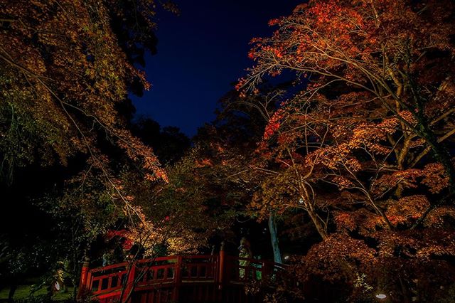 静岡県 伊豆方面の紅葉情報 紅葉スポット13箇所をまとめてみたので 19年の紅葉の参考にしてみてね 詳しくは We Love Shizuoka Jp Tourism 70