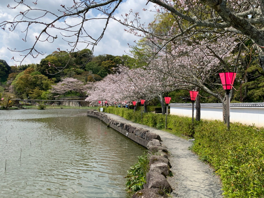 蓮花寺池公園の桜
