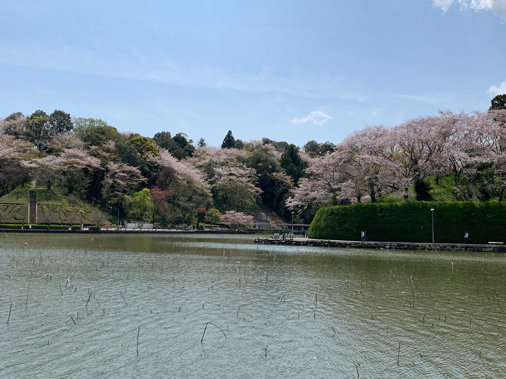 蓮花寺池公園の桜