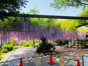 林泉寺の長藤