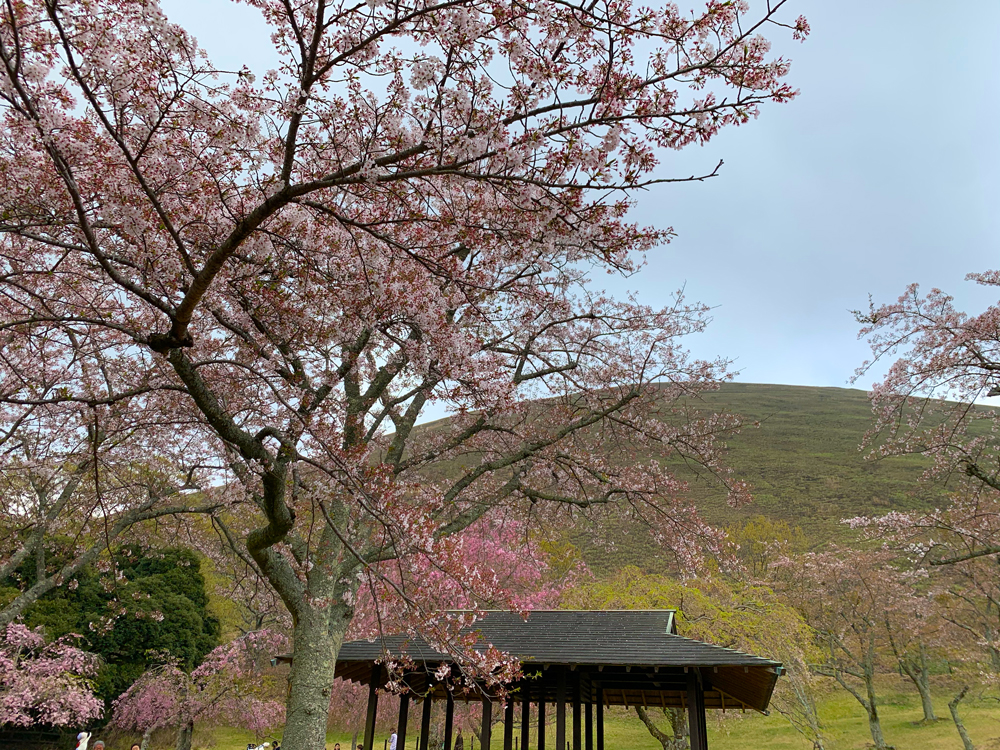 さくらの里：桜の開花状況