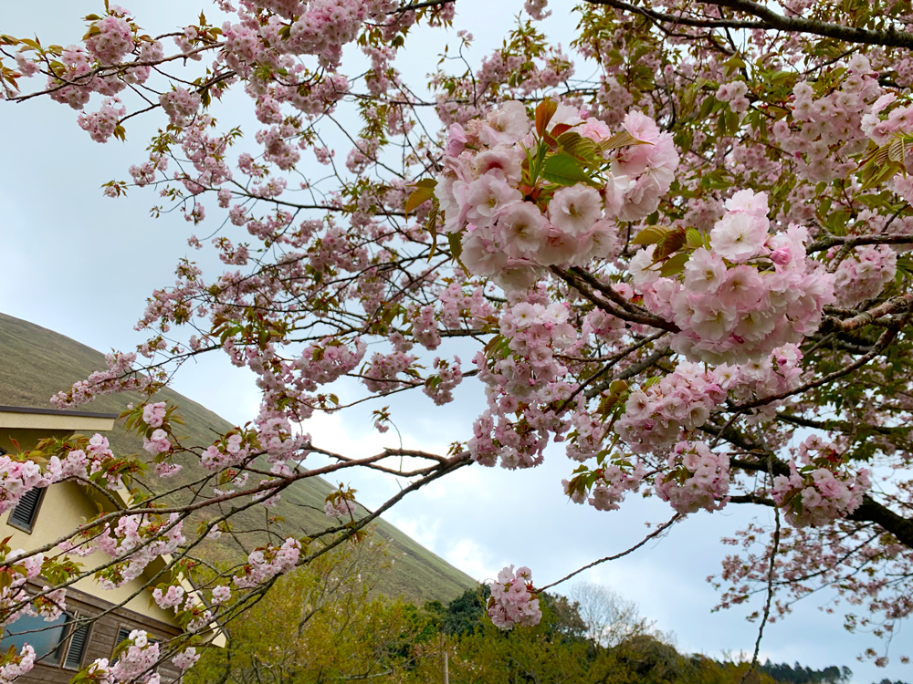 さくらの里：桜の開花状況