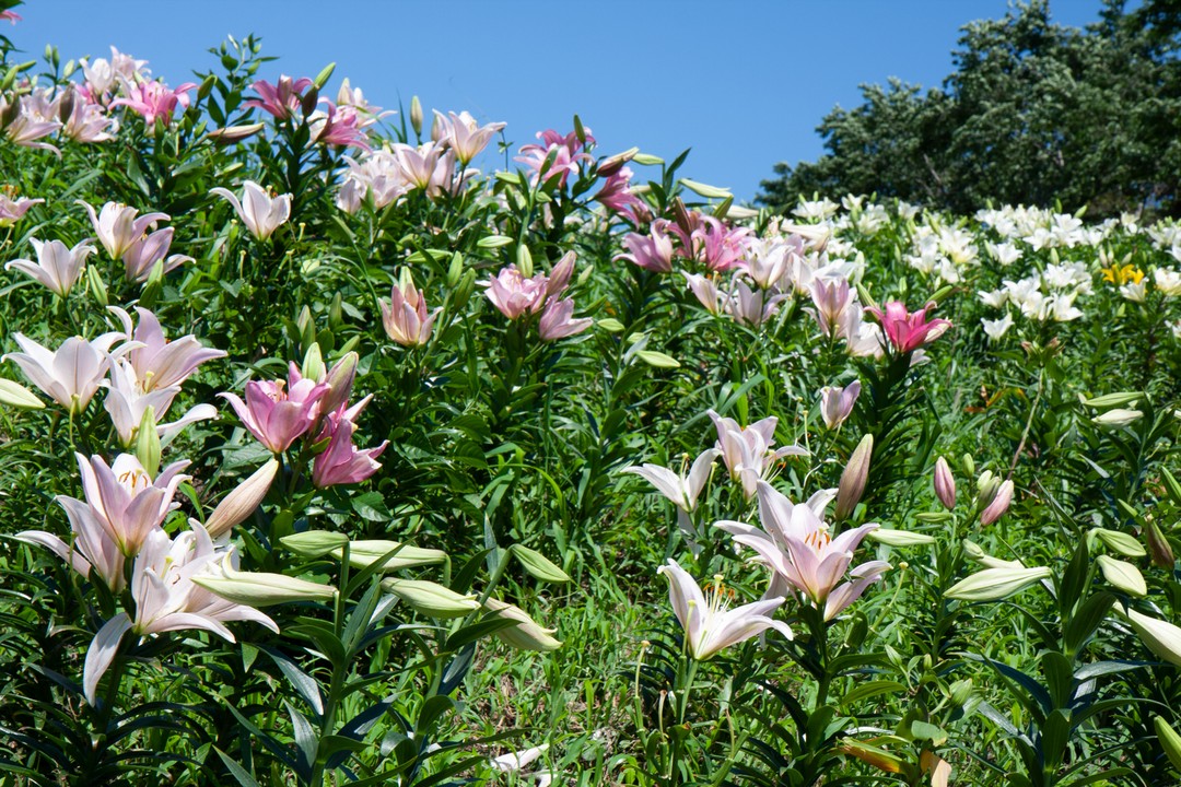 ゆりの季節 ゆりといったら 可睡斎のゆり園 一面ゆりの花 一面いい香り 写真で楽しむ可睡斎 ゆりのお花