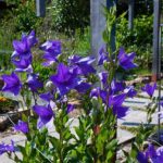 香勝寺：ききょう