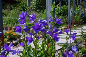 香勝寺：ききょう