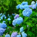 紫陽花