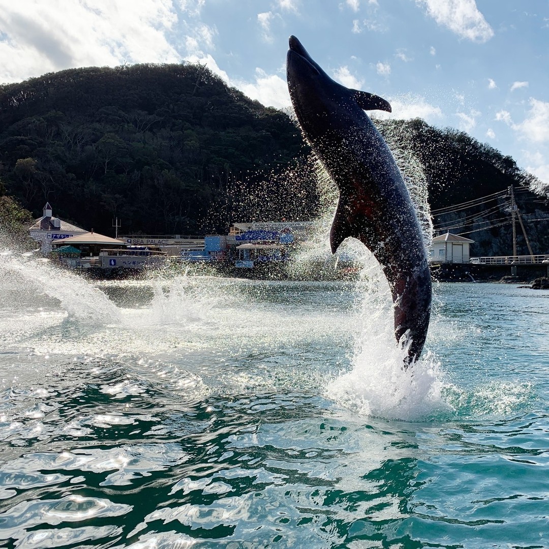 豪快なドルフィンジャンプ いいよね イルカのジャンプ 気持ち良さそう 下田海中水族館で