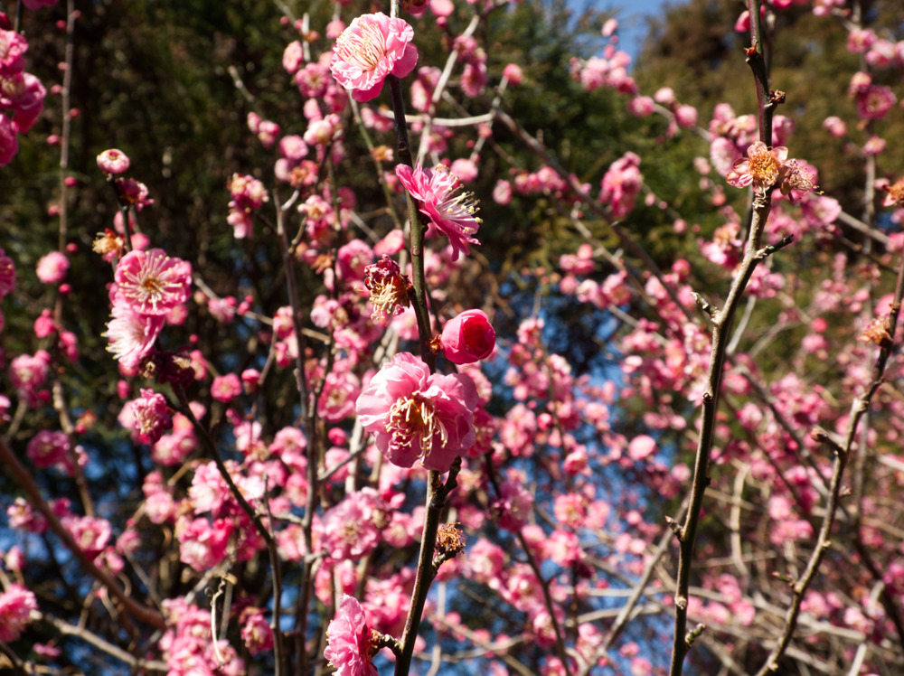 相良梅園・入り口付近の梅の花：開花状況