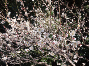 相良梅園・出口付近：梅の花開花状況