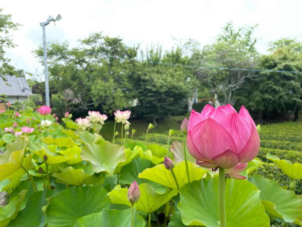 桔梗寺の蓮の花