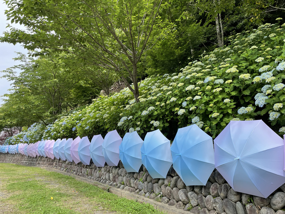 法多山の傘紫陽花：袋井市観光スポット