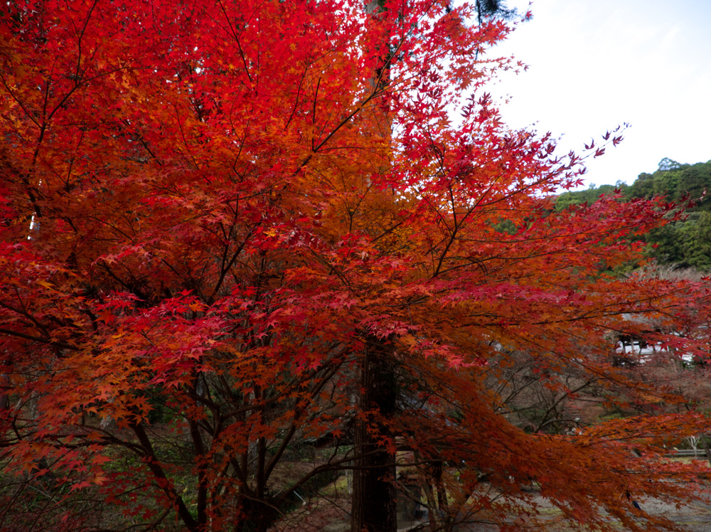 大洞院入り口の紅葉