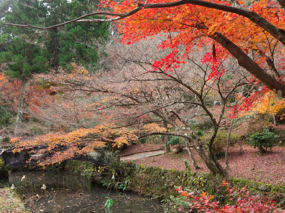 大洞院の紅葉