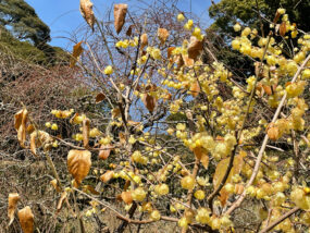 龍尾神社の蝋梅：しだれ梅園