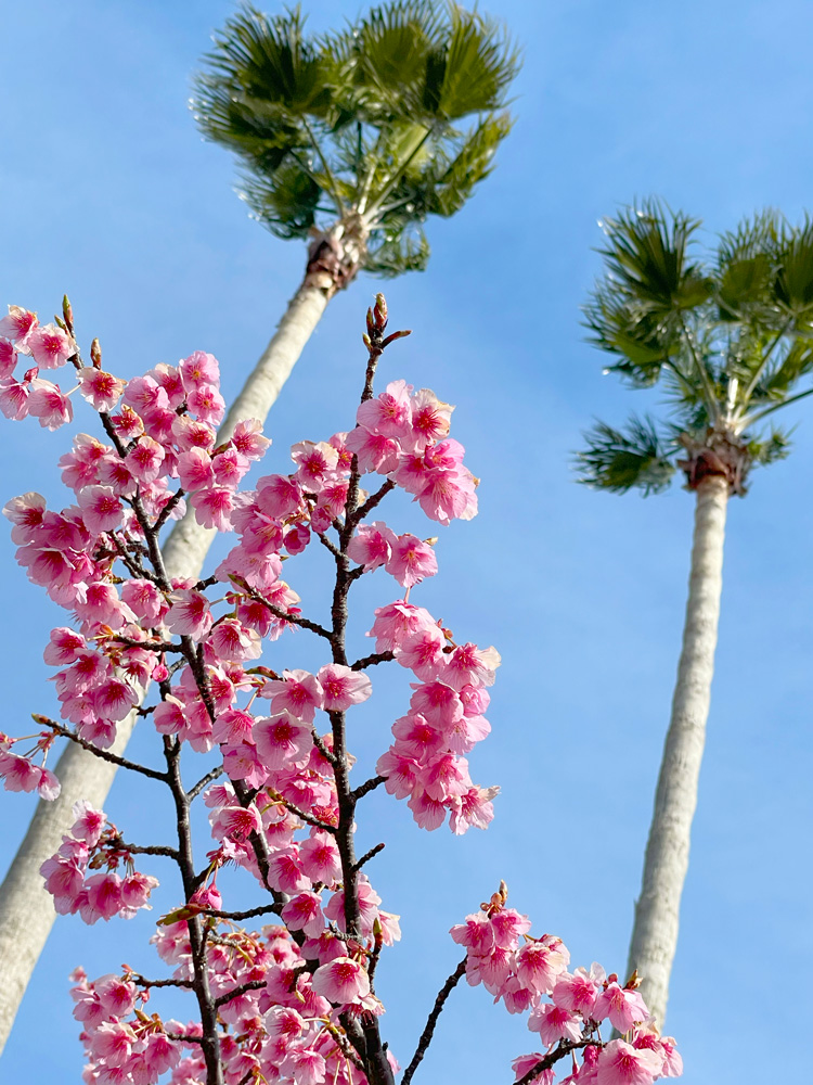 清見潟公園の椰子の木と薄寒桜