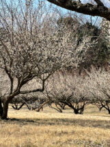 豊岡梅園 梅の花開花状況